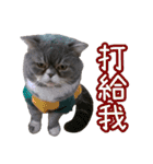 GUI-ZAI's daily languages（個別スタンプ：23）