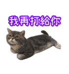 GUI-ZAI's daily languages（個別スタンプ：24）