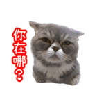 GUI-ZAI's daily languages（個別スタンプ：25）