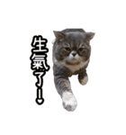GUI-ZAI's daily languages（個別スタンプ：26）