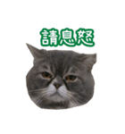 GUI-ZAI's daily languages（個別スタンプ：27）