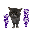 GUI-ZAI's daily languages（個別スタンプ：28）