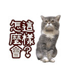 GUI-ZAI's daily languages（個別スタンプ：29）