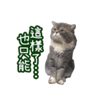 GUI-ZAI's daily languages（個別スタンプ：30）