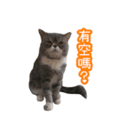 GUI-ZAI's daily languages（個別スタンプ：31）