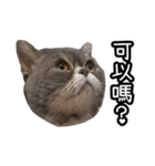 GUI-ZAI's daily languages（個別スタンプ：32）