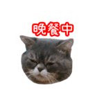 GUI-ZAI's daily languages（個別スタンプ：34）