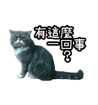 GUI-ZAI's daily languages（個別スタンプ：35）
