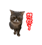 GUI-ZAI's daily languages（個別スタンプ：36）