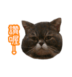 GUI-ZAI's daily languages（個別スタンプ：37）