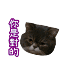 GUI-ZAI's daily languages（個別スタンプ：38）