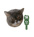 GUI-ZAI's daily languages（個別スタンプ：39）