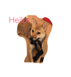 PointyEared（個別スタンプ：2）