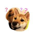 PointyEared（個別スタンプ：3）