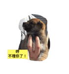 PointyEared（個別スタンプ：8）
