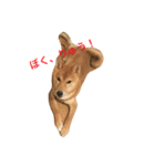 柴犬 りゅう（個別スタンプ：1）