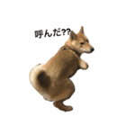 柴犬 りゅう（個別スタンプ：3）