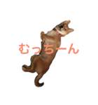 柴犬 りゅう（個別スタンプ：4）