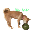 柴犬 りゅう（個別スタンプ：5）