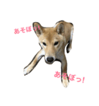 柴犬 りゅう（個別スタンプ：6）