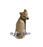 柴犬 りゅう（個別スタンプ：7）