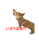 柴犬 りゅう（個別スタンプ：8）