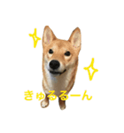 柴犬 りゅう（個別スタンプ：9）