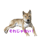 柴犬 りゅう（個別スタンプ：10）