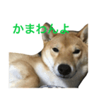 柴犬 りゅう（個別スタンプ：11）