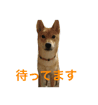 柴犬 りゅう（個別スタンプ：13）