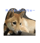 柴犬 りゅう（個別スタンプ：14）