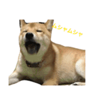 柴犬 りゅう（個別スタンプ：15）