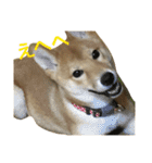 柴犬 りゅう（個別スタンプ：16）