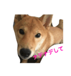 柴犬 りゅう（個別スタンプ：17）