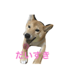柴犬 りゅう（個別スタンプ：18）