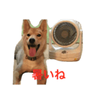 柴犬 りゅう（個別スタンプ：19）