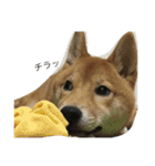 柴犬 りゅう（個別スタンプ：20）