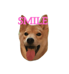 柴犬 りゅう（個別スタンプ：22）