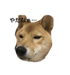 柴犬 りゅう（個別スタンプ：23）