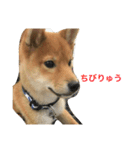 柴犬 りゅう（個別スタンプ：24）