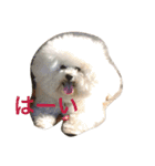 もふもふ ビションのろでしゃん 2（個別スタンプ：1）