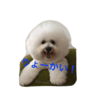 もふもふ ビションのろでしゃん 2（個別スタンプ：3）