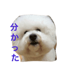 もふもふ ビションのろでしゃん 2（個別スタンプ：4）