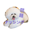もふもふ ビションのろでしゃん 2（個別スタンプ：9）