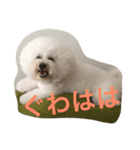 もふもふ ビションのろでしゃん 2（個別スタンプ：10）
