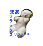 もふもふ ビションのろでしゃん 2（個別スタンプ：11）