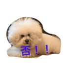 もふもふ ビションのろでしゃん 2（個別スタンプ：12）