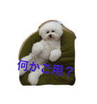 もふもふ ビションのろでしゃん 2（個別スタンプ：14）
