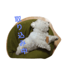 もふもふ ビションのろでしゃん 2（個別スタンプ：16）