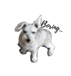 Chanel Mini-Schnauzer（個別スタンプ：4）